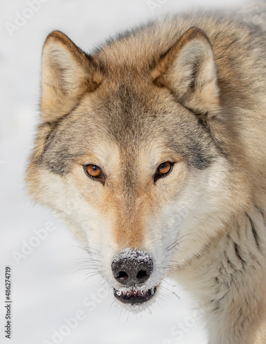 Tundra Wolf  Canis lupus albus  closeup in the winter snow.