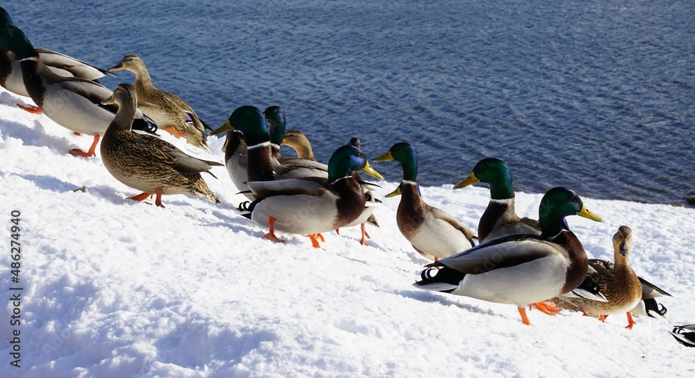 Fototapeta premium ducks in the snow