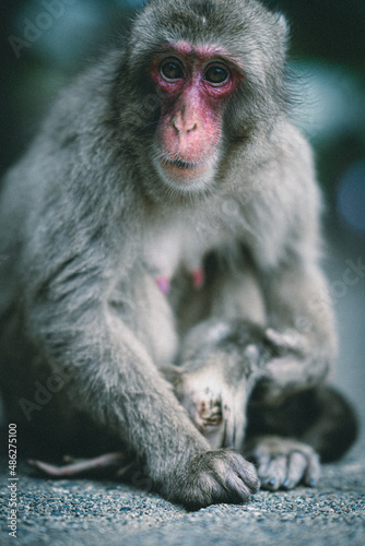Monkey  Wild animals © Tengri