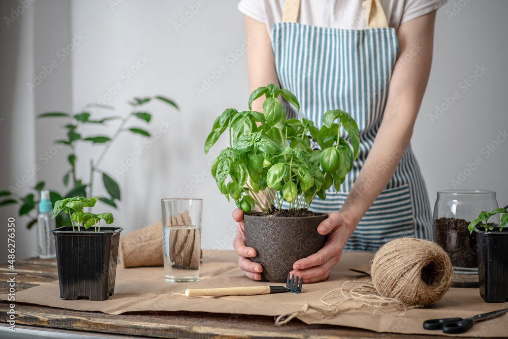 Woman in an apron is planting a green plant into a pot. Agricultural concept, young plants care, seedlings and home gardening Woman in an apron is planting a green plant into a pot. Agricultural concept, young plants care, seedlings and home gardening