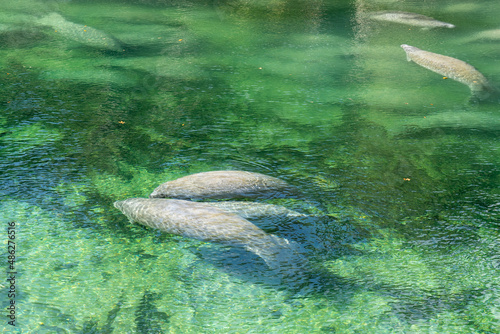 Two adults and one baby Florida Manatee  Trichechus manatus latirostris  swimming closely in the spring water at Blue Spring State Park in Florida  USA  a winter gathering site for manatees.