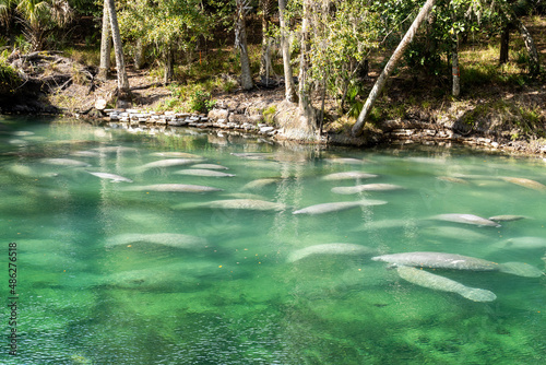 Fototapeta Naklejka Na Ścianę i Meble -  A herd of Florida Manatee (Trichechus manatus latirostris) swimming in the crystal-clear spring water at Blue Spring State Park in Florida, USA, a winter gathering site for manatees.