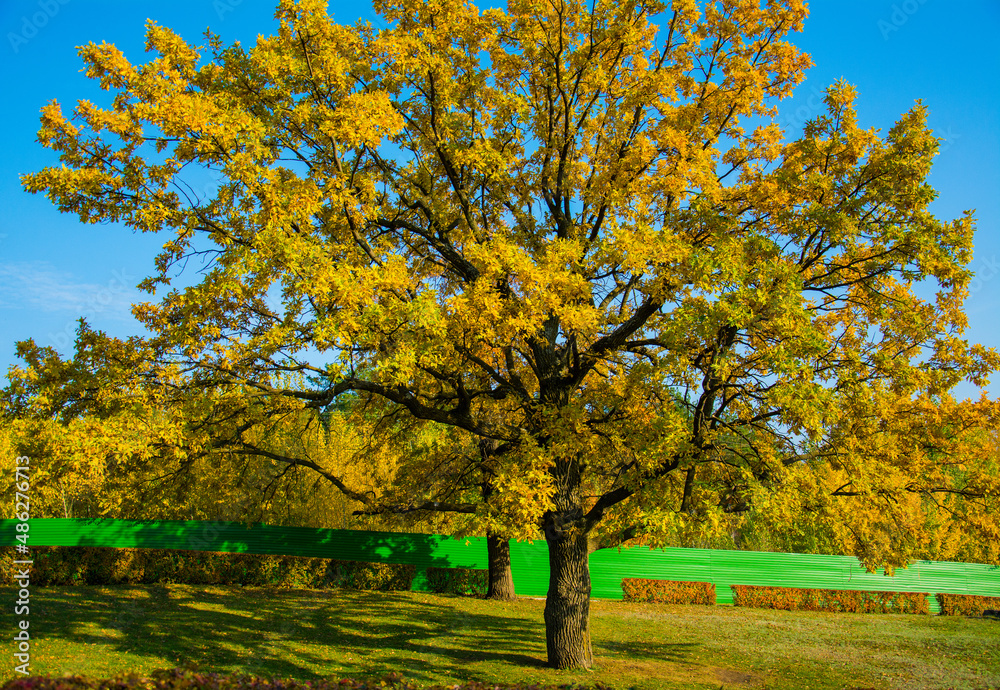 huge crown of oak, yellow foliage