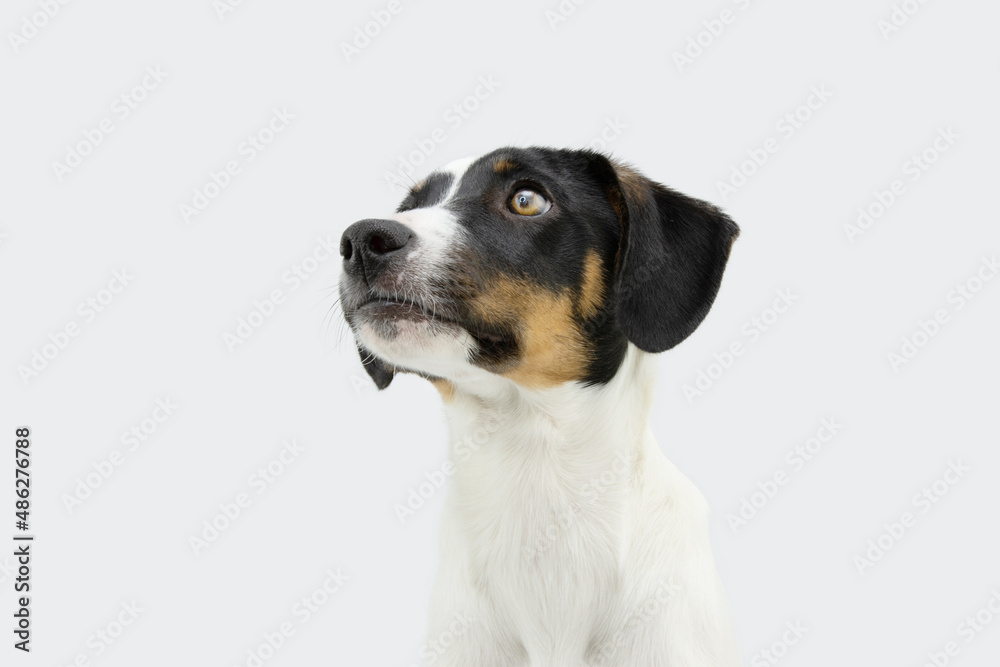Proffile rat hunting puppy dog looking side. Isolated on white background