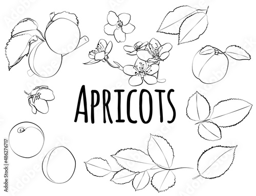 Set of apricots with leaves and flowers, linear black and white pattern.