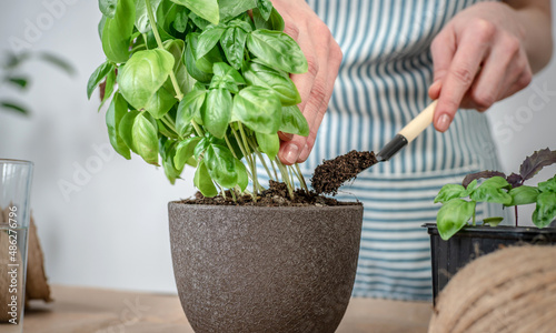 On a wooden table gardening tools, soil. Person in an apron is planting a green plant into a pot. Agricultural concept, young plants care, seedlings and hobby