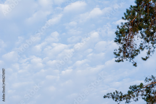 blue sky  beautiful clouds  fir branches