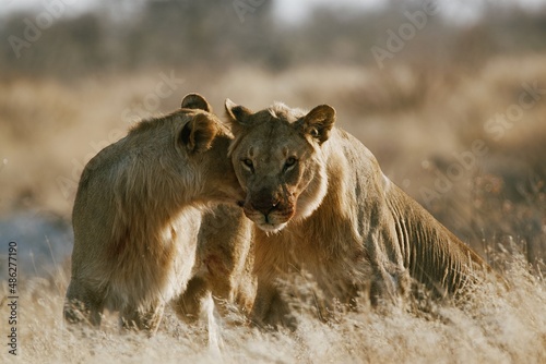 Young lions showing affection in Etosha National Park