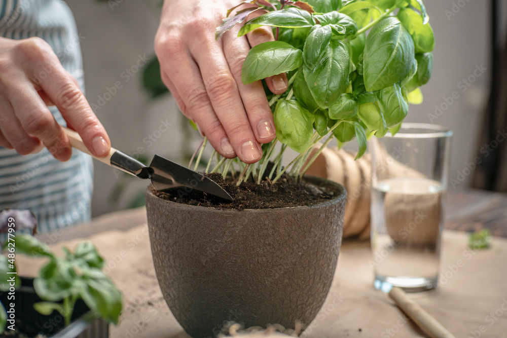 Woman in an apron is planting a green basil in a pot and filling the soil using a shovel. Agricultural concept, care of young plants, seedlings and hobby