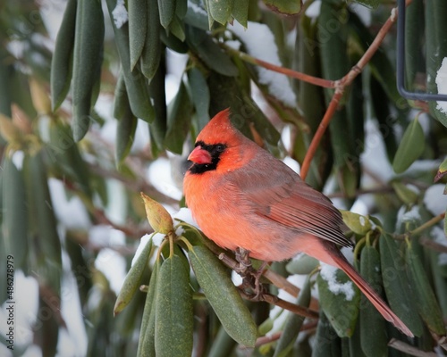 red cardinal on a branch