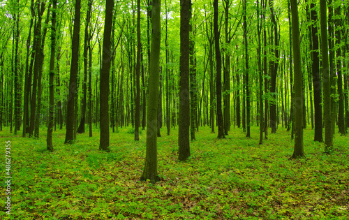 green forest in spring