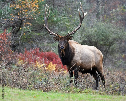 bull elk