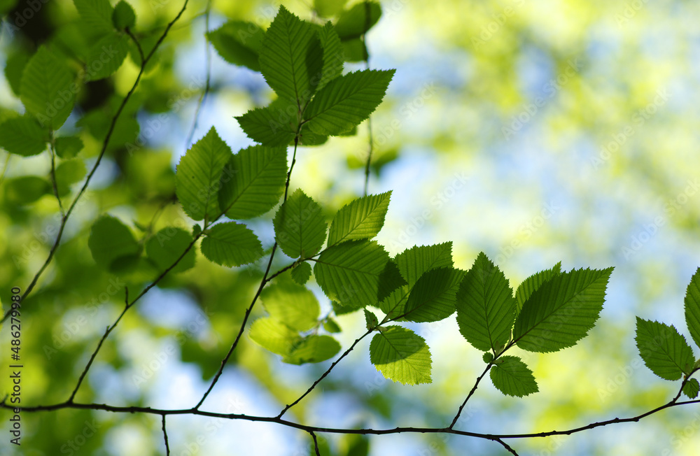 Green leaves background on forest Green leaves background on forest