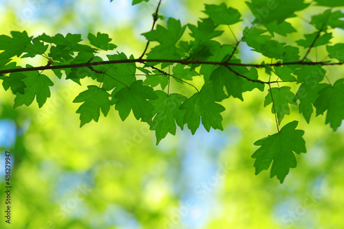 Green leaves background on forest