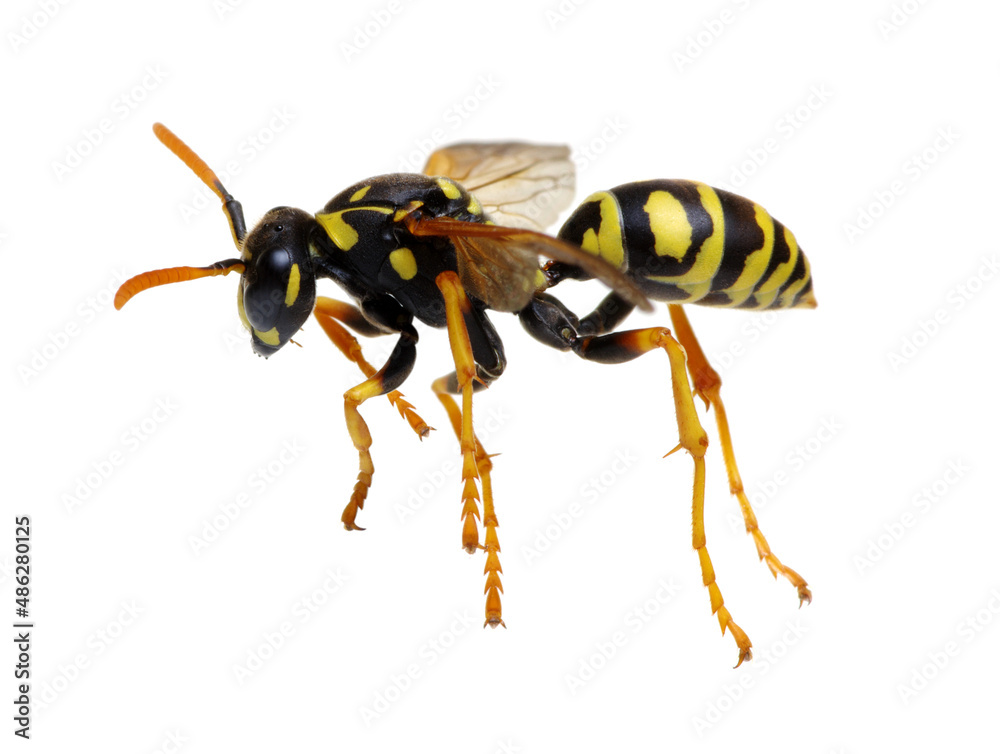 wasp isolated on white wasp isolated on white