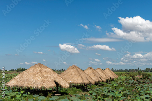 Rustic huts in lotus plantation