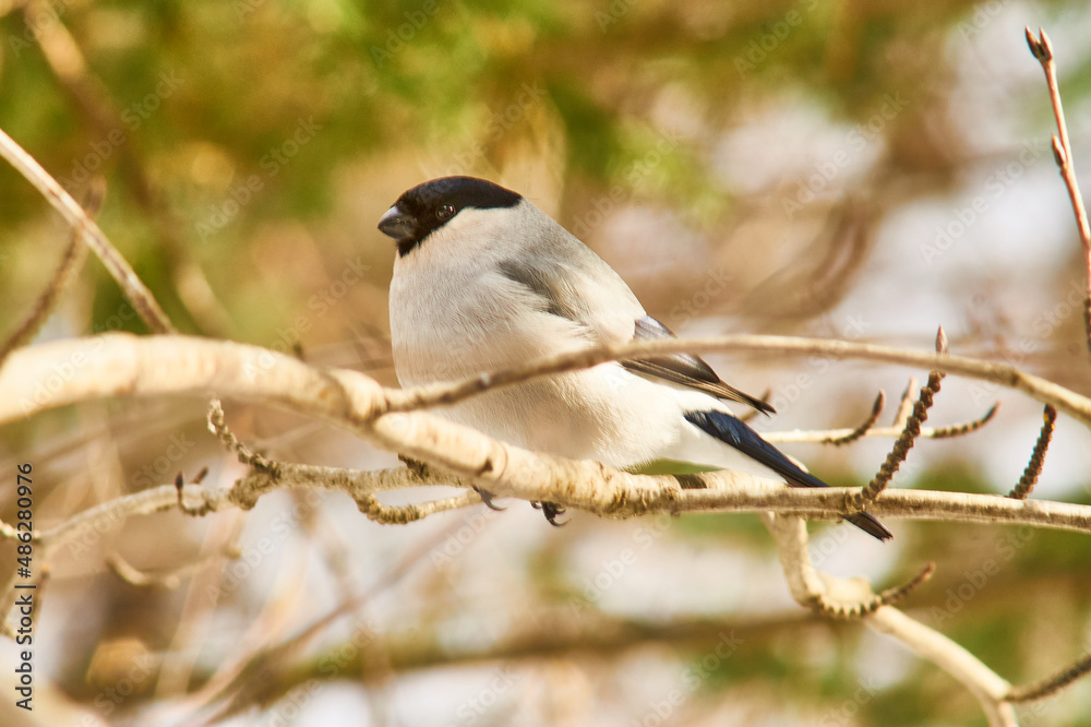 A gray bullfinch sits on a branch. A gray bullfinch sits on a branch.