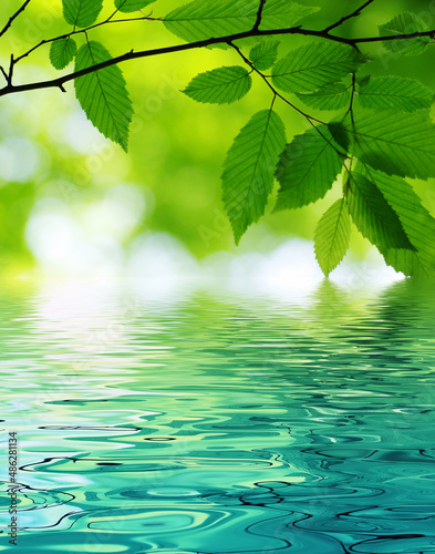Green leaves spring backgro...