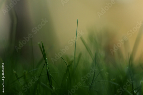 grass background