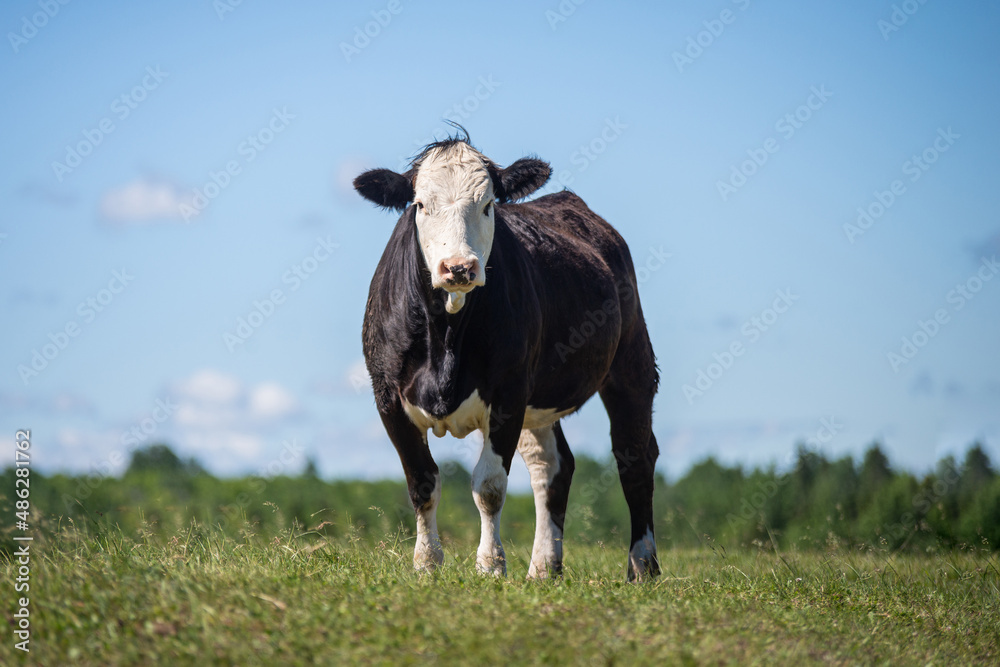 Black angus cow standing in a pasture outside in summer Black angus cow standing in a pasture outside in summer