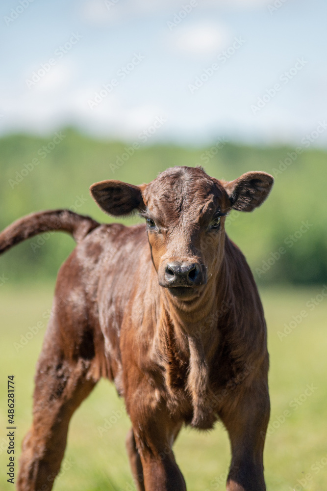 Brown curious angus calf standing in summer pasture