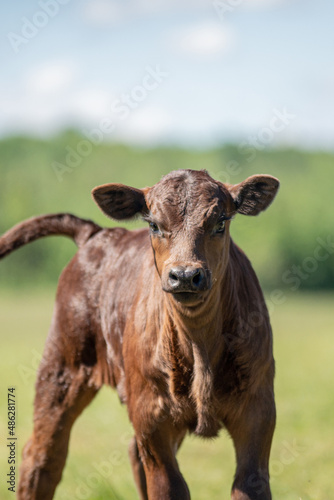 Wallpaper Mural Brown curious angus calf standing in summer pasture Torontodigital.ca