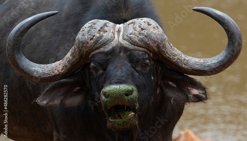 A close up of a African savanna buffalo bull (Syncerus caffer) looking at the camera, Kudusfontein Farm, North West.