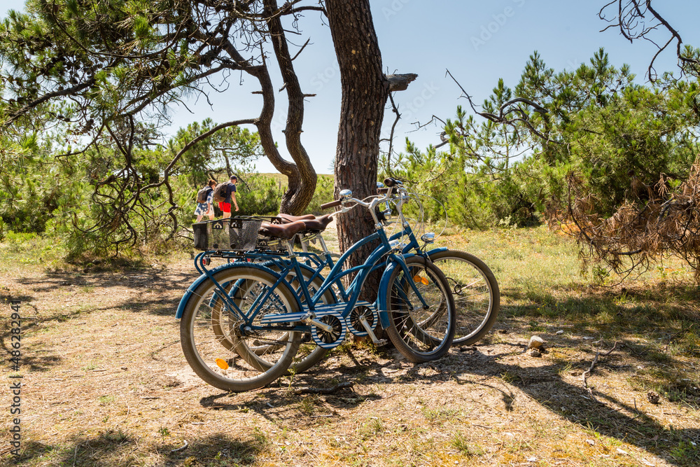 Deux vélos bleus laissés sous les pins maritimes par un couple pour aller sur la plage derrière la dune et se baigner. Ile de Noirmoutier, France