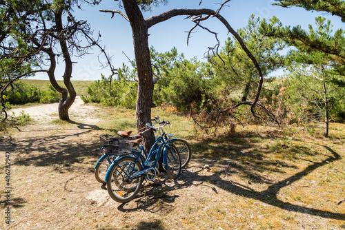 Deux bicyclettes bleues sous les pins maritimes, promesse de baignade derrière la dune. Ile de Noirmoutier, France photo