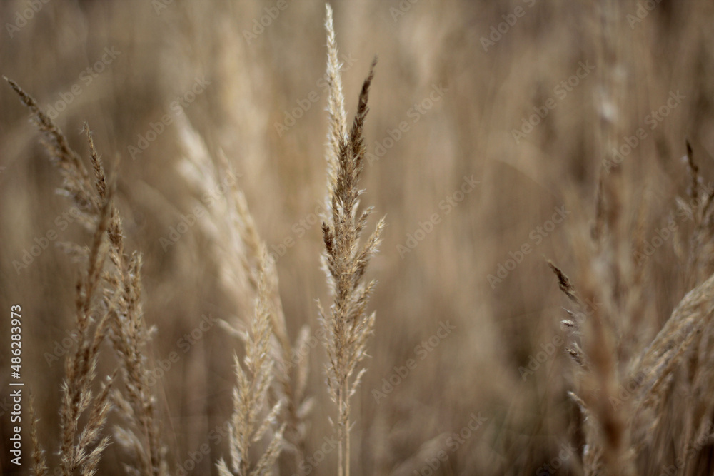 warm wheat field warm wheat field