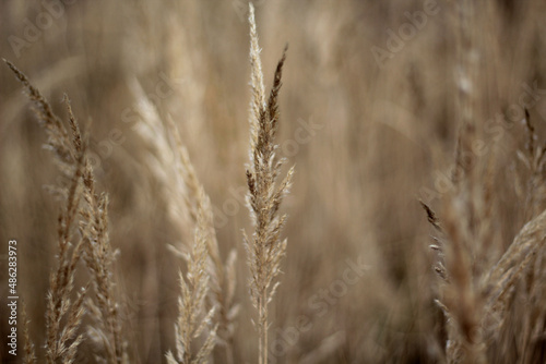 warm wheat field