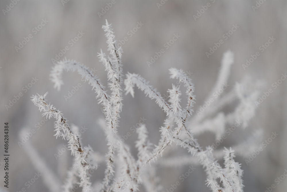 A close-up of a tree branches in hoarfrost against the background of a blurry snow-covered winter forest in defocus. A close-up of a tree branches in hoarfrost against the background of a blurry snow-covered winter forest in defocus.