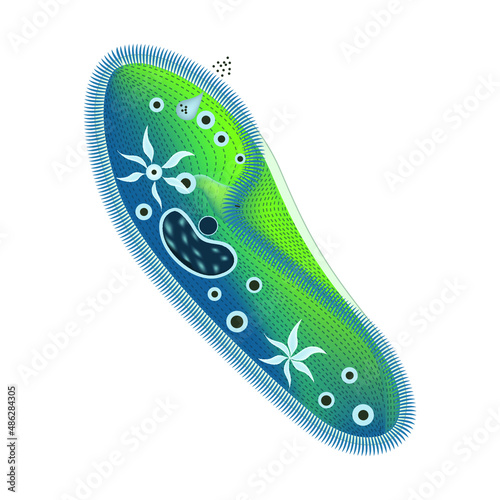 Anatomy of a ciliate slipper. The structure of unicellular organisms. Tutorial. Vector illustration.