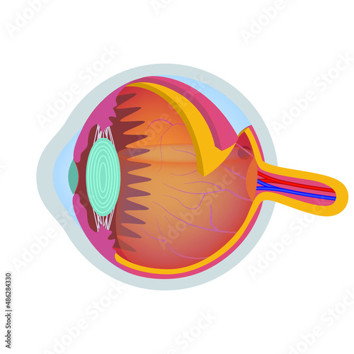 Human eye anatomy. The structure of the visual system. Vector illustration.