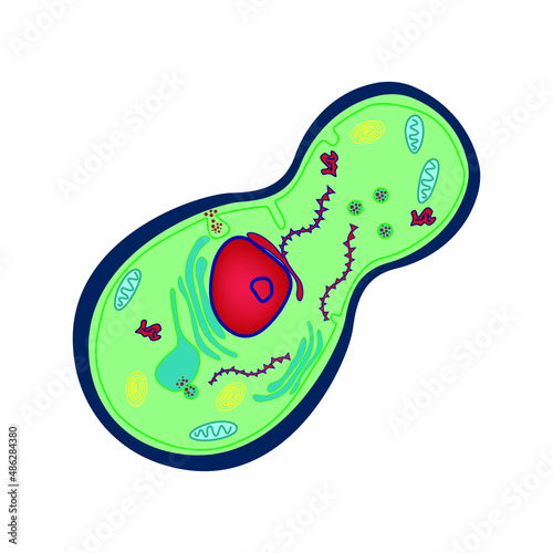 art, artwork, bacillus, bacteria, biology, black, candida, cartoon, cell, cells, colorful, design, doodle, drawing, drawn, element, eukaryotes, fermentation, fungal, fungus, germ, graphic, growth, han
