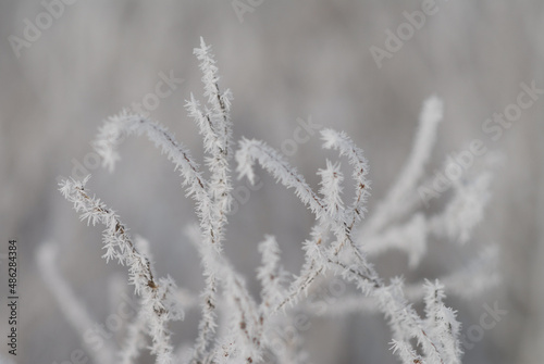 A close-up of a tree branches in hoarfrost against the background of a blurry snow-covered winter forest in defocus. © TetiBond