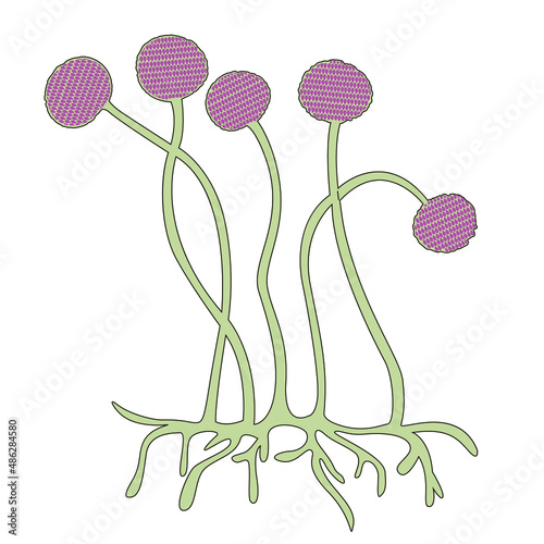 The structure of the mukor fungus. Single-celled organisms. Disputes. Vector illustration.