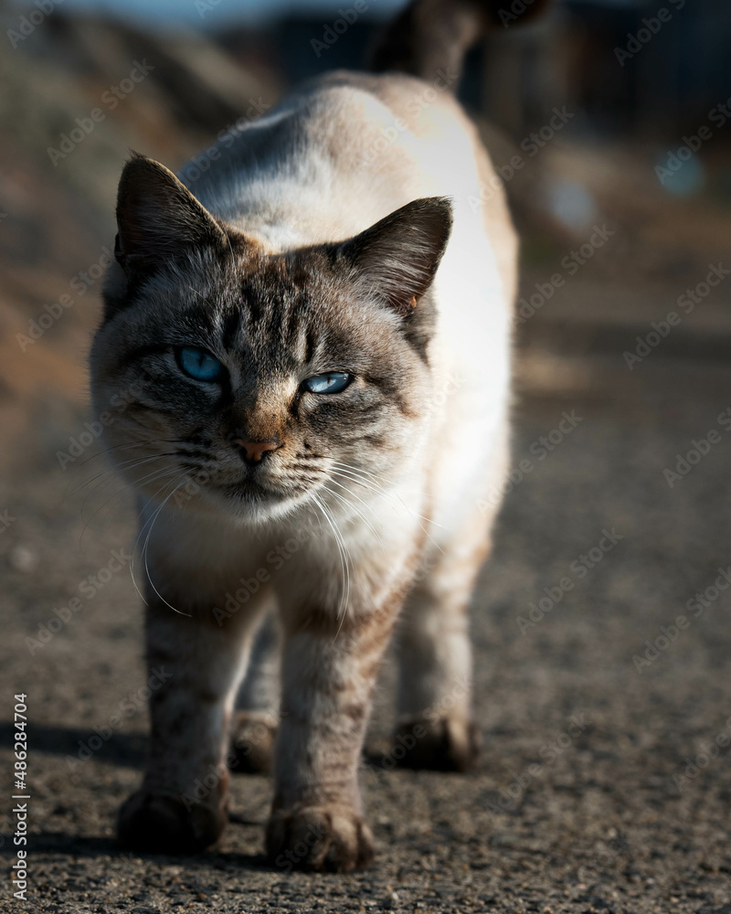 A stray or feral cat with blue eyes staring at the camera