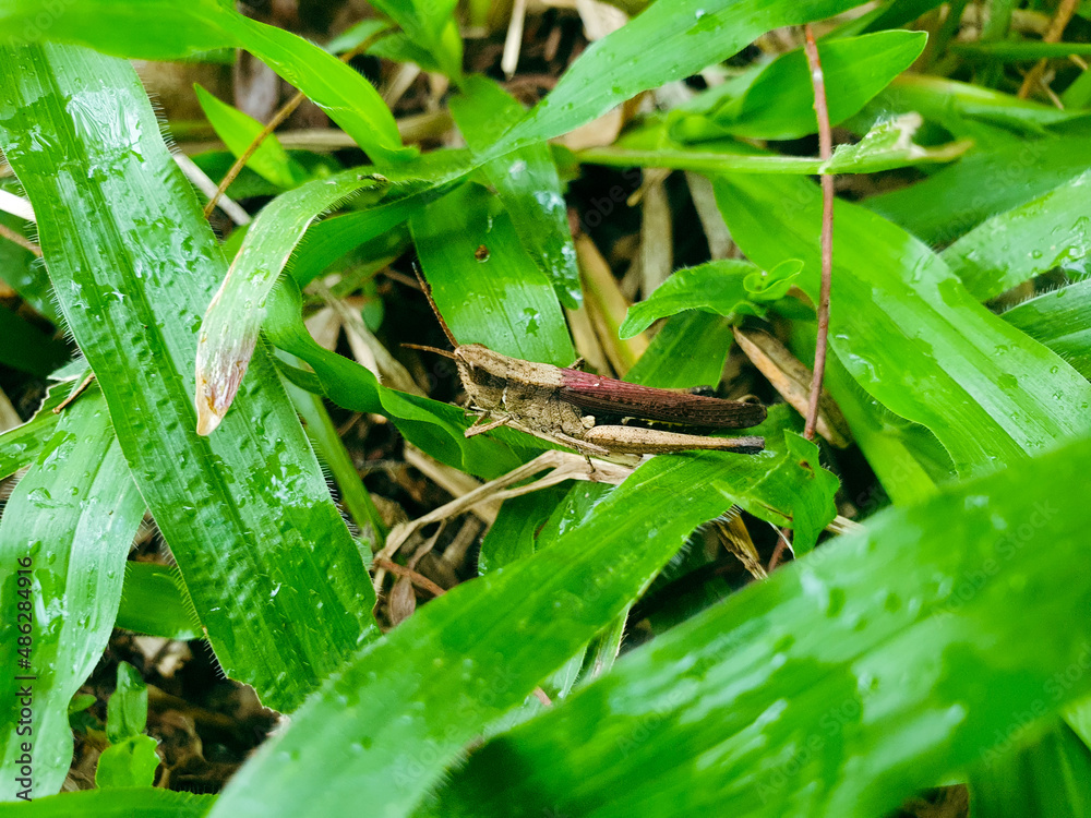 Grasshopper in the grass