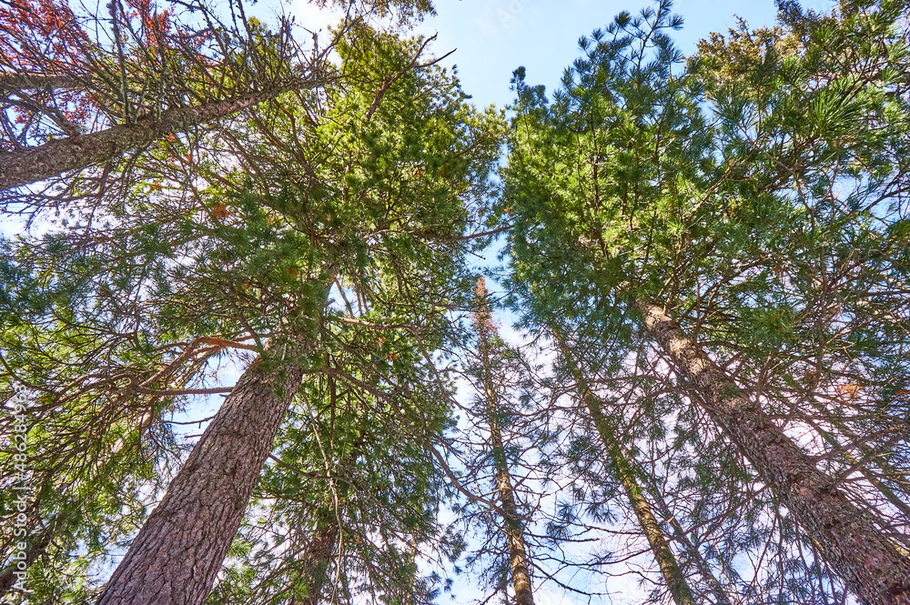Fototapeta premium A beautiful forest of Krasnoyarsk pillars.