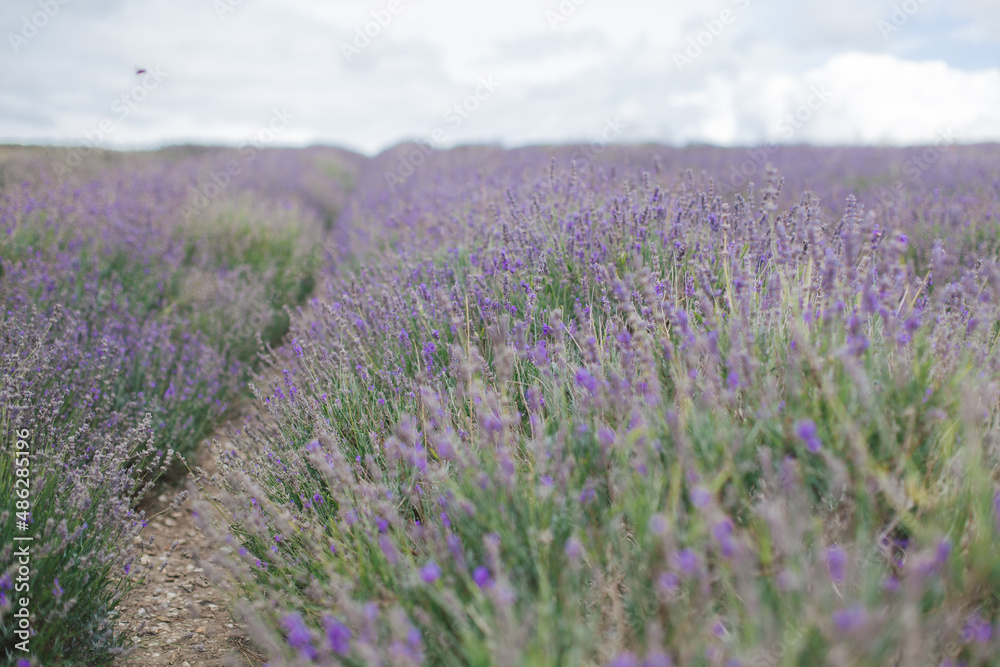 field of lavender in uk end of season