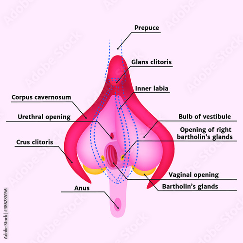 Anatomy of a woman's clitoris with a description, Bartholin's glands. Vector illustration.