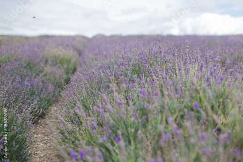 field of lavender in uk end of season
