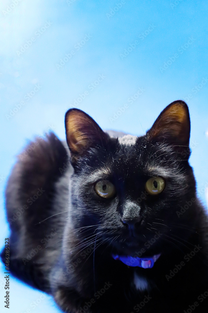Beautiful black cat sits on a blue background Beautiful black cat sits on a blue background