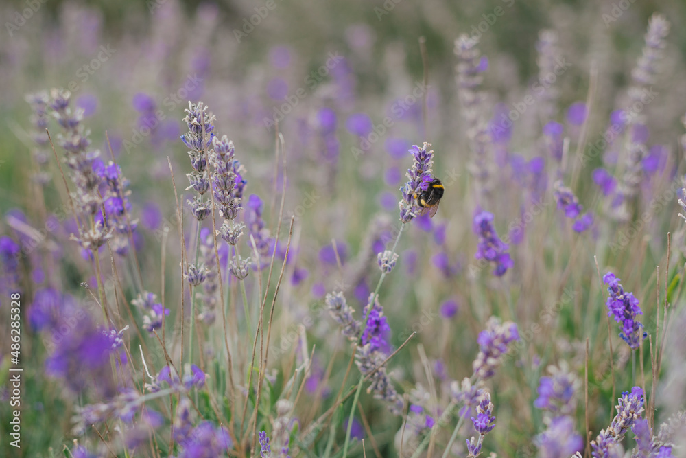 Naklejka premium Bee on lavender fields. Bee pollinates the lavender flowers.