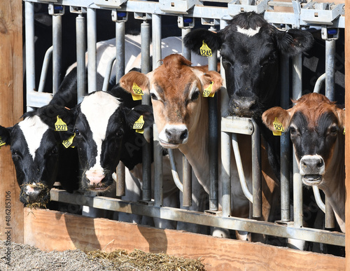 cows in a farm