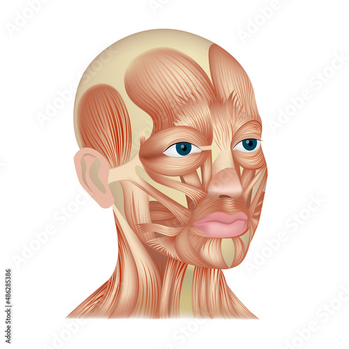 3D rendering of a human head and facial muscles. Antomy of facial expressions photo