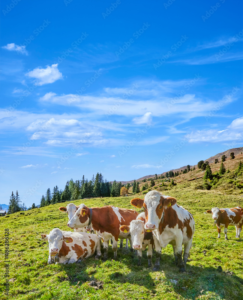 Schöne Bergimpressionen mit neugierigen Kühen, oberhalb von Wald im Pinzgau,  in Österreich.