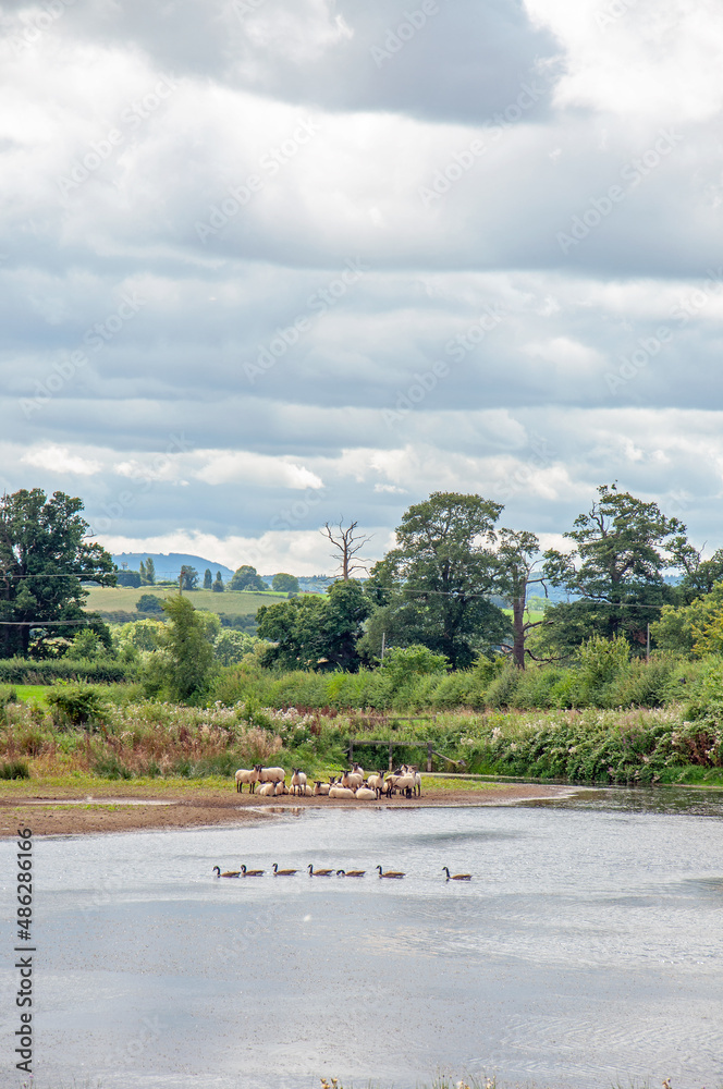 Canadian geese and sheep by the lakeshore. Canadian geese and sheep by the lakeshore.