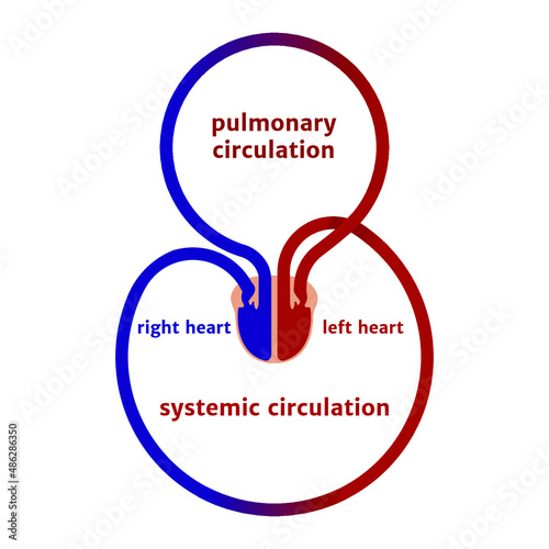 Simplified scheme of human blood circulation. Vector illustration